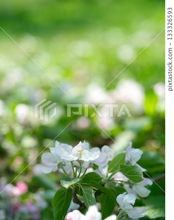 Apple blossoms that have fallen to the ground after pruning 133326593