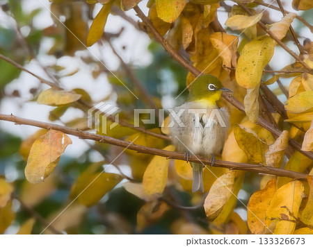 一隻繡眼鳥棲息在秋葉繁茂的樹上。 133326673