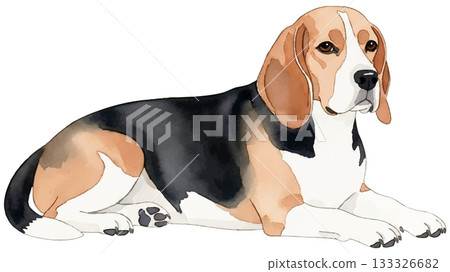 Beagle lying down 133326682