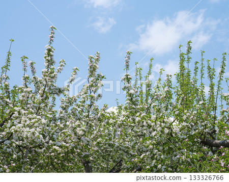 Apple trees in full bloom under the blue sky 133326766
