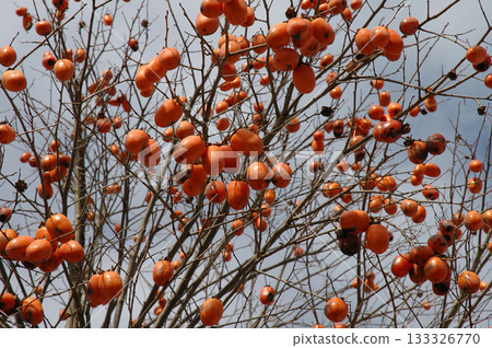 Ripe persimmons at old house / Ripe persimmons growing in the garden of an old Japanese house 133326770