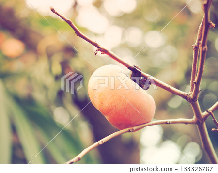 A Lone Persimmon Illuminated by the Setting Sun, Painting an Autumn Scene with Thin Threads 133326787