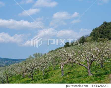 Apple blossoms in full bloom in an orchard in Hirosaki City (cultivated at high altitudes) in May Apple blossoms in full bloom in an orchard in Hirosaki City (cultivated at high altitudes) in May 133326842