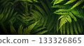 Panoramic view of fern foliage with selective focus and depth. Subtle bokeh for atmospheric botanical backdrops, covers and banners. 133326865