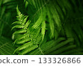 Closeup of fern fronds with gentle blur and selective focus. Calm botanical background for covers, banners and eco-friendly design. 133326866