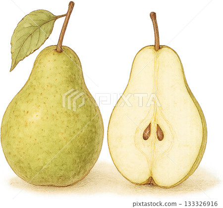 A subtle line drawing illustration 133326916