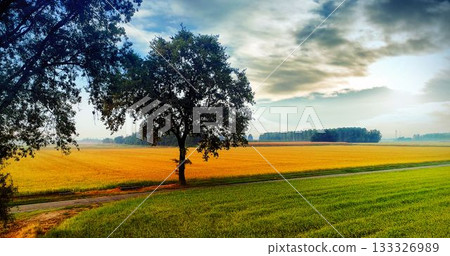 Sun in sky with cloud and a tree between two field 133326989