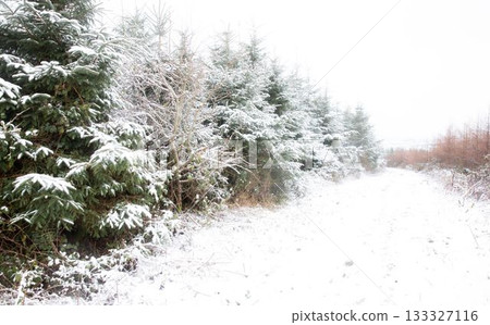 Snow covered road along trees Snow covered road along trees 133327116