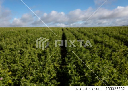 Agricultural field against cloudy sky Agricultural field against cloudy sky 133327232