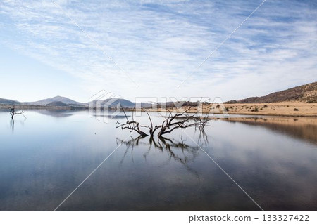 Dead tree branches emerging from calm lake water are reflecting rolling hills in flat illustration 133327422