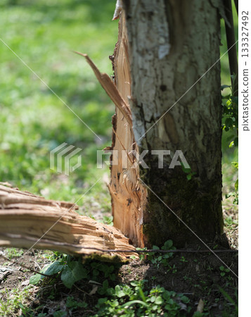 一棵蘋果樹，樹幹因冬季大雪而斷裂。 133327492