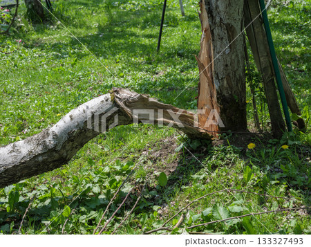 一棵蘋果樹，樹幹因冬季大雪而斷裂。 133327493