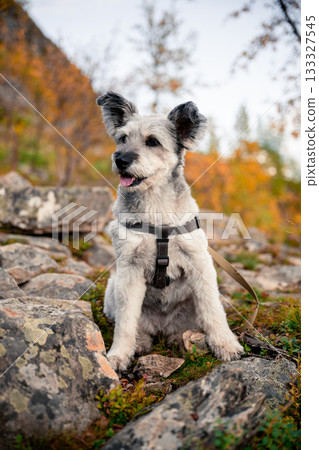 Curious dog on mountain trail in Kilpisjarvi, Lapland, Finland 133327545