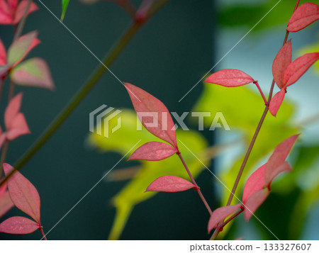 吉祥的南天竹葉 133327607