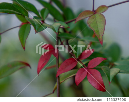 吉祥的南天竹葉 133327608