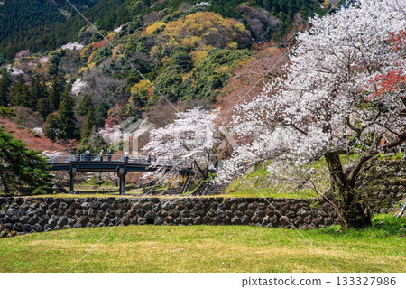 Cherry blossoms at Yoro Park (Yoro Town, Yoro District, Gifu Prefecture) Cherry blossoms at Yoro Park (Yoro Town, Yoro District, Gifu Prefecture) 133327986