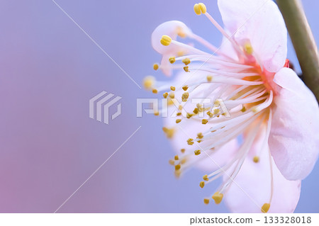 Plum blossoms telling the spring 133328018