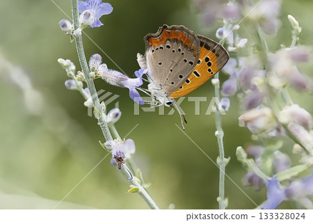 Small copper perched on a flower 133328024