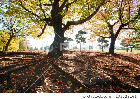Cherry blossoms of autumn leaves 133328161