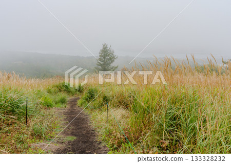 Susuki in the fog Susuki in the fog 133328232
