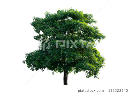 Bonsai tree, green leaves, isolated on a white background Natural objects 133328340