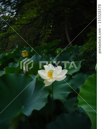 White lotus flower in the shadow White lotus flower in the shadow 133328378