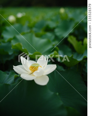 使用散景的白蓮花 使用散景的白蓮花 133328379