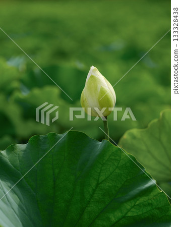 白蓮芽 白蓮芽 133328438