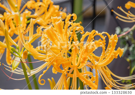 Yellow colored flower 133328630