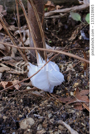 Shimobasira (plant) 133328665