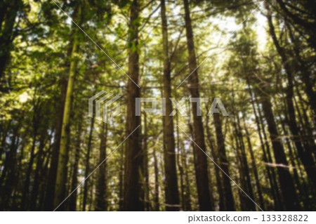Low angle view of green trees in woodland Low angle view of green trees in woodland 133328822