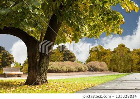 Large deciduous tree is shading wooden bench, paved path, shrubs and boardwalk in flat design park 133328834