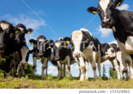 Low angle view of cows on grassy field 133328862