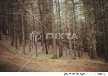 Tranquil view of trees in forest 133328897