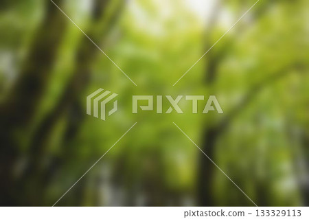 Blurry forest on a sunny day Blurry forest on a sunny day 133329113