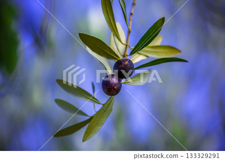 Shodoshima Olive Park Shodoshima Olive Park 133329291