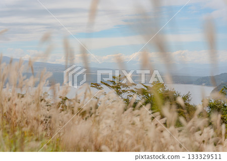 透過日本蒲葦草可以看到山中湖。 透過日本蒲葦草可以看到山中湖。 133329511