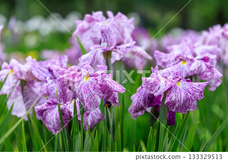 Iris flowers, the God of Peace (Higo species), blooming in full glory at Nishiki Onuma Iris Garden in Tomakomai, Hokkaido (July) Iris flowers, the God of Peace (Higo species), blooming in full glory at Nishiki Onuma Iris Garden in Tomakomai, Hokkaido (July) 133329513