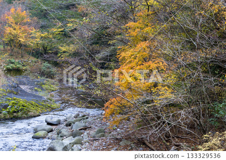 瀑布與菊池谷相連，秋葉映襯下，清澈的溪流蜿蜒流於大自然。 133329536