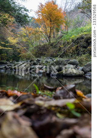 瀑布與菊池谷相連,秋葉映襯下,清澈的溪流蜿蜒流於大自然。 瀑布與菊池谷相連,秋葉映襯下,清澈的溪流蜿蜒流於大自然。 133329568