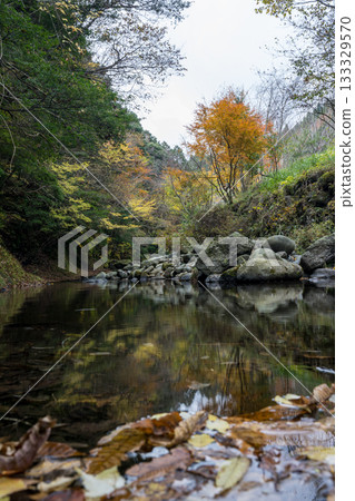 瀑布與菊池谷相連,秋葉映襯下,清澈的溪流蜿蜒流於大自然。 瀑布與菊池谷相連,秋葉映襯下,清澈的溪流蜿蜒流於大自然。 133329570