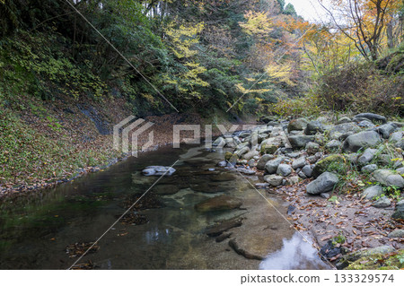A waterfall with a view of autumn leaves that connects to the Kikuchi Valley, where a clear stream flows through nature A waterfall with a view of autumn leaves that connects to the Kikuchi Valley, where a clear stream flows through nature 133329574