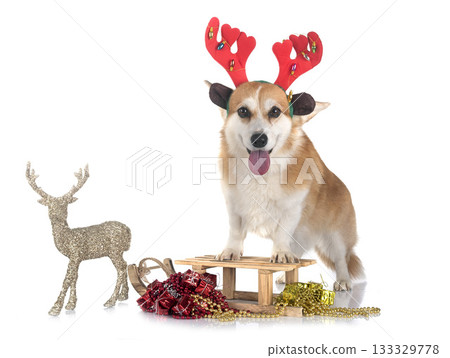 Pembroke Welsh Corgi 133329778