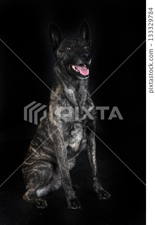 Dutch Shepherd in studio 133329784