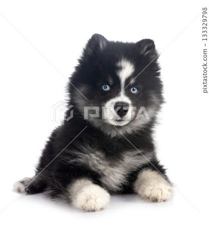 Pomsky in studio 133329798