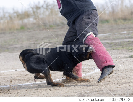 training of rottweiler training of rottweiler 133329800