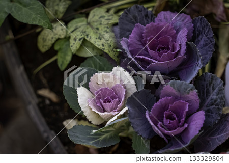 Japanese kale (leaf peony) flower Japanese kale (leaf peony) flower 133329804