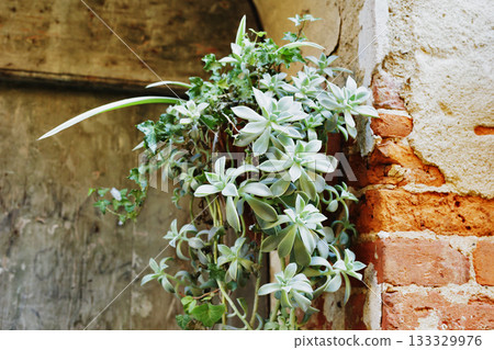 Plant  of leatherpetal - succulent gratopetalum 133329976