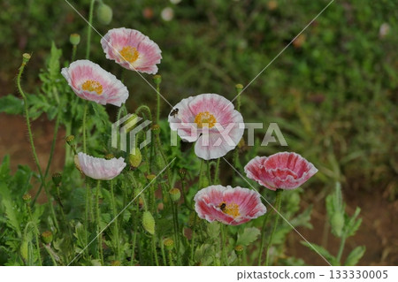 Beautiful pink and red poppies flowers in the garden, Thailand Beautiful pink and red poppies flowers in the garden, Thailand 133330005