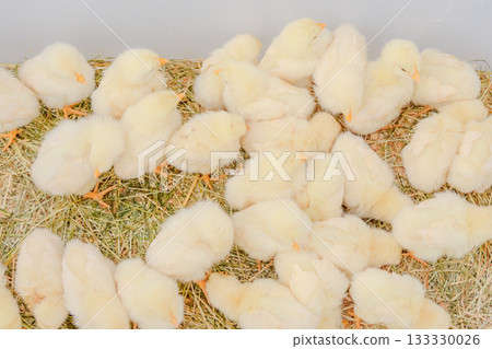 Lots of chicks Lots of chicks 133330026